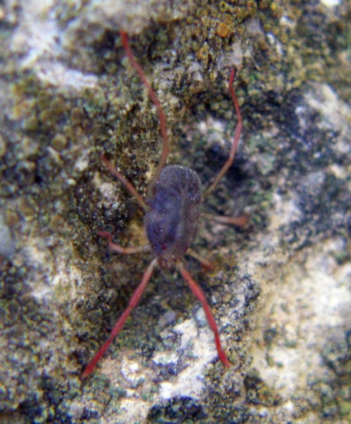 Erythraeidae; forse, genere Erythraeus - Zaragoza (Spagna)